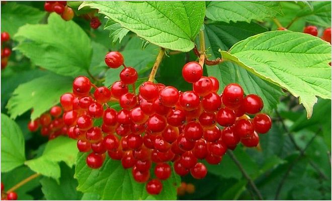 Почему развиваются безбелковые (гипоонкотические) отеки