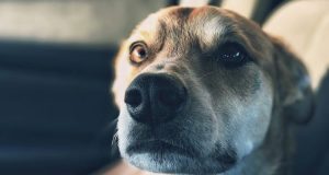 Что делать, если укусила собака: порядок действий, как возместить вред, куда обращаться
