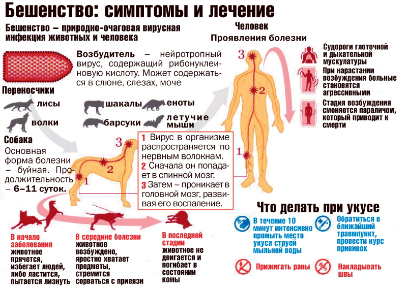 Симптомы бешенства у животных и человека. Как не заразиться? - Азбука веры image008