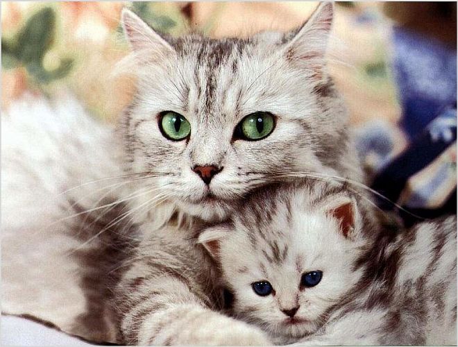 Что делать, если у кошки опухла молочная железа