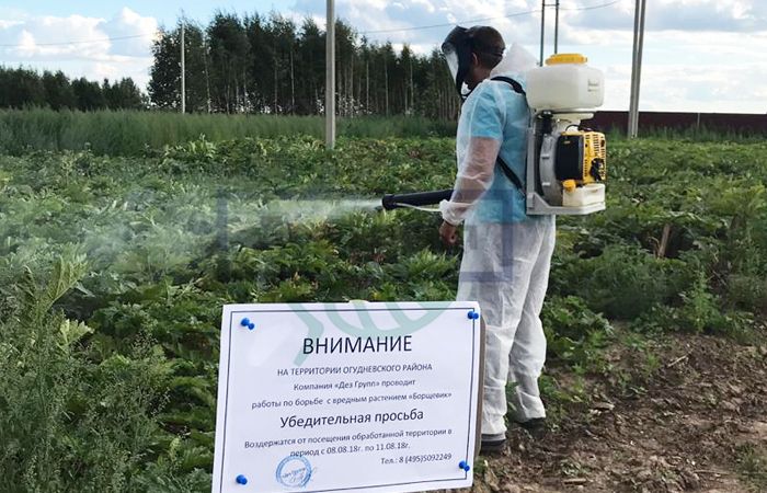 Появились симптомы ожога борщевиком - как убрать его с участка Появились симптомы ожога борщевиком - как убрать его с участка