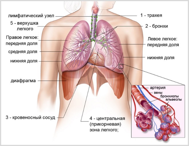 Что такое отек легкого и методы его лечения