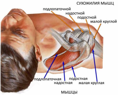 Анатомия сухожилий пелча Сухожилия мышц плечевого сустава