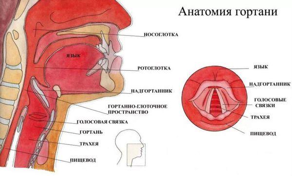 Строение гортани Строение гортани