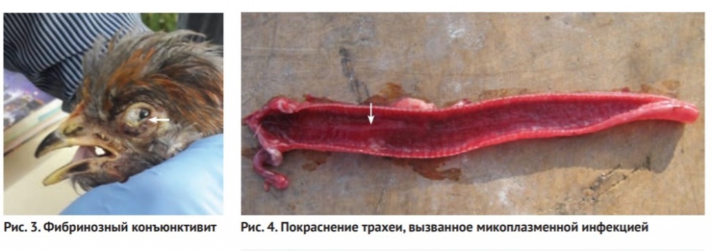 рис 3 и 4 рис 3 и 4.jpg