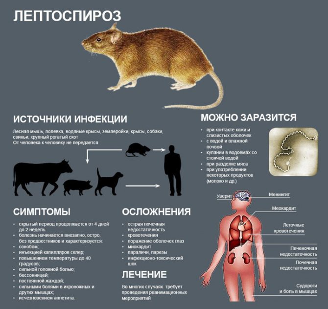 заболевания переносимые мышами