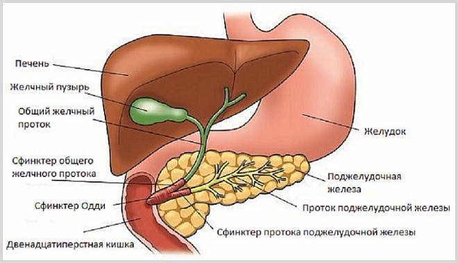 Застой желчи (холестаз): причины, симптомы и лечение