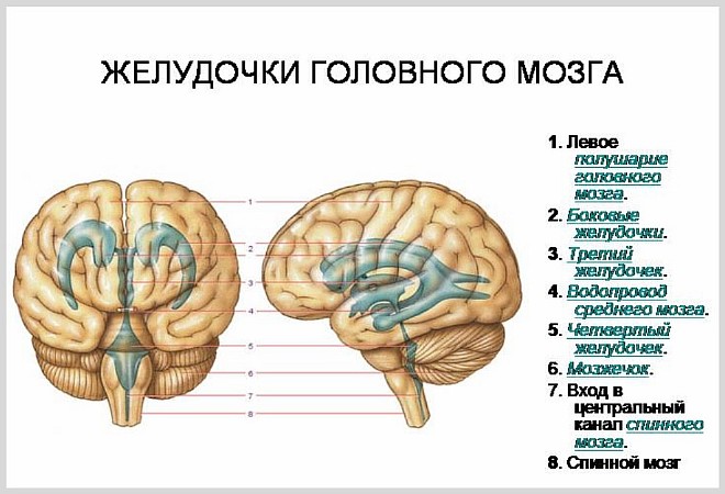 Почему увеличены желудочки головного мозга у грудничка